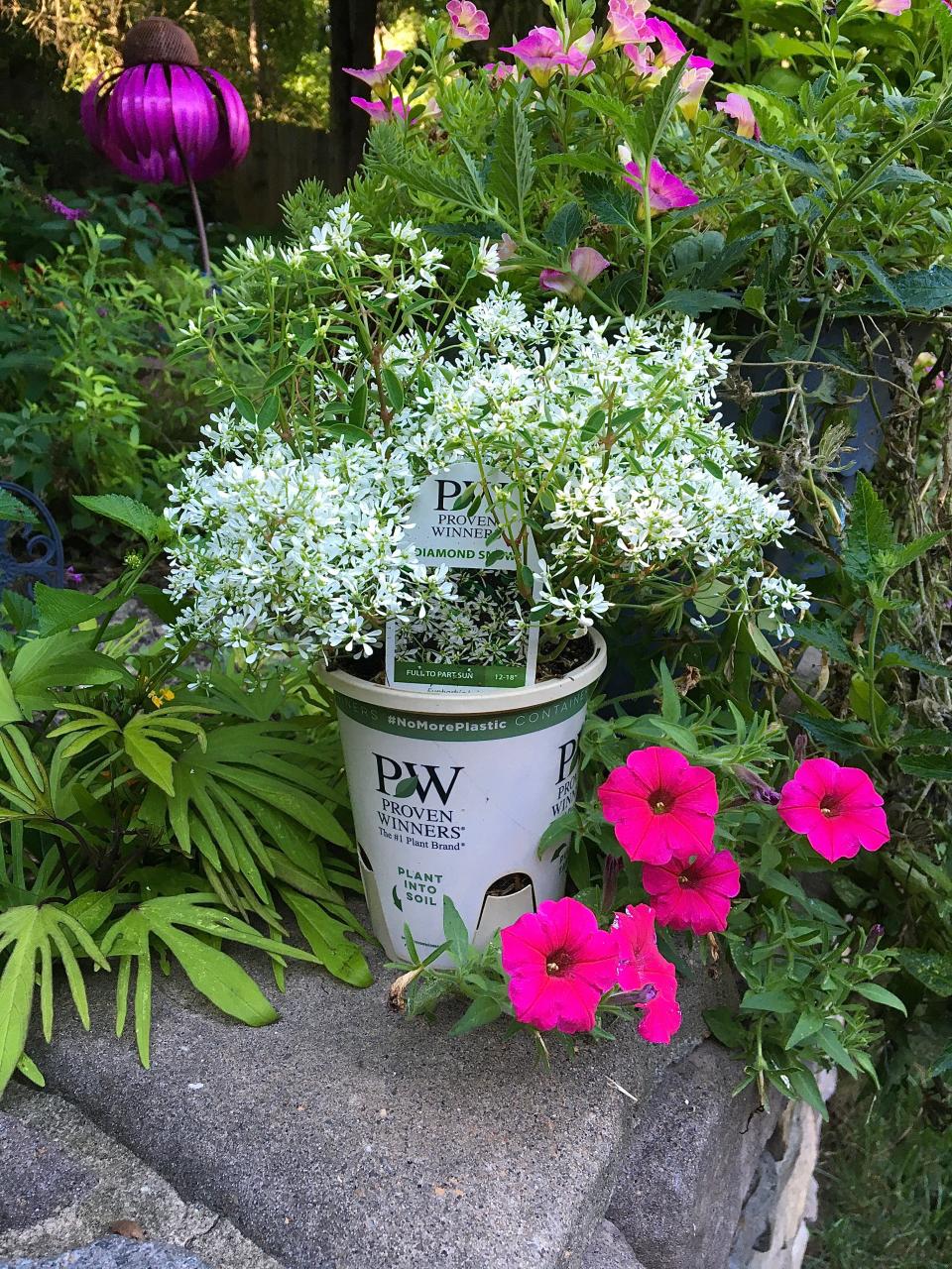 Diamond Snow euphorbia looking showy in the new Eco+ Grande container, notice the wording plant into soil.