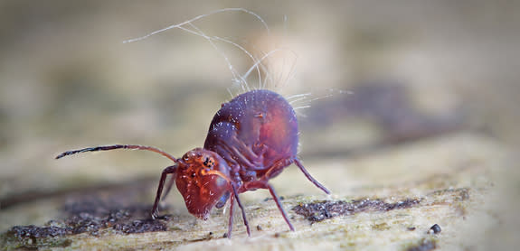 Collembola, also known as springtails, look like insects but aren't. (For one thing, they have internal mouthparts, whereas insects' mouthparts are all external.) Springtails are important soil organ