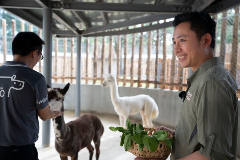 ▲新竹動物園近日有新夥伴羊駝兄弟「咖啡」與「牛奶」，新竹市長林智堅今日前往探視，還餵食青江菜等點心，「牛奶」還偷瞄林智堅手上的食物。（圖/記者金祐妤攝,109.7.5）