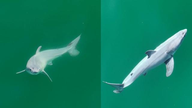 Great White Sharks May Befriend Each Other, Research Finds