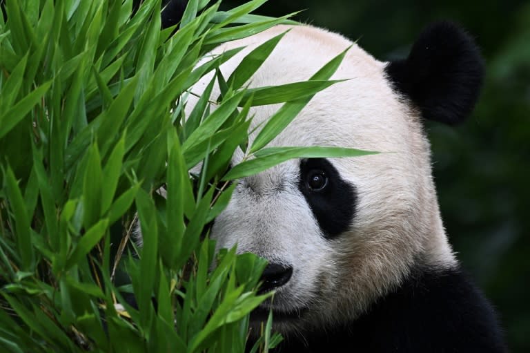 El panda Bei Bei come bambú en su encierro en un centro de investigación y recuperación en Ya'an, en el suroeste de China, el 12 de junio de 2024 (Pedro PARDO)