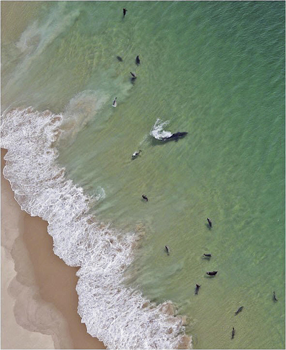 In this undated photo, sharks swim close to shore off Monomoy National Wildlife Refuge in Chatham, Mass. A prominent shark researcher says smaller, younger great white sharks are being spotted in greater numbers off Cape Cod. Massachusetts marine biologist Greg Skomal says the presence of juvenile sharks contributes to more human encounters because the young sharks swim closer to shore than their adult counterparts. (Wayne Davis/Atlantic White Shark Conservancy via AP)