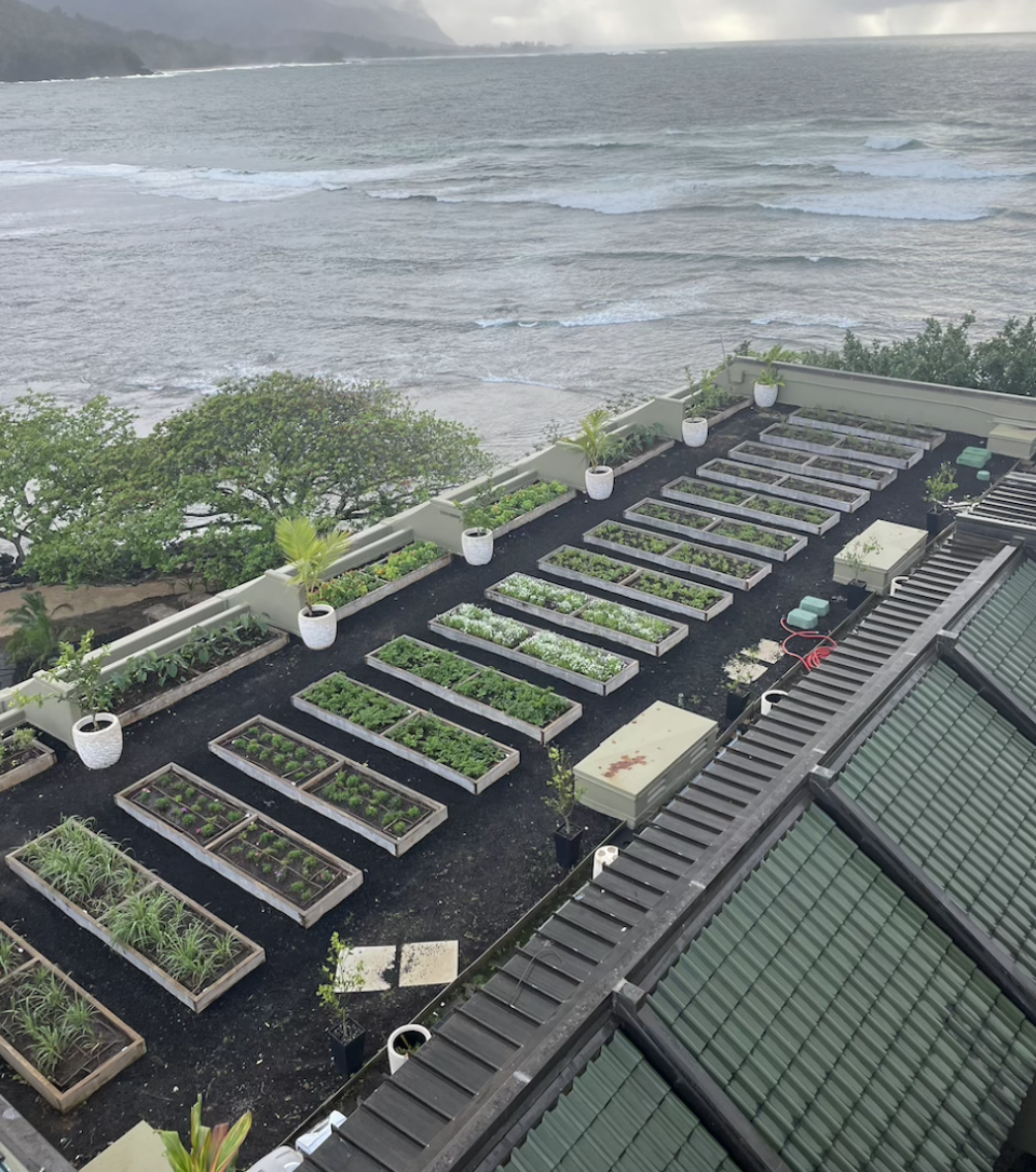 The hotel's organic rooftop garden grows canoe crops, or the plants brought to Hawaii by early Polynesians, such as turmeric and the Hawaiian chili pepper.