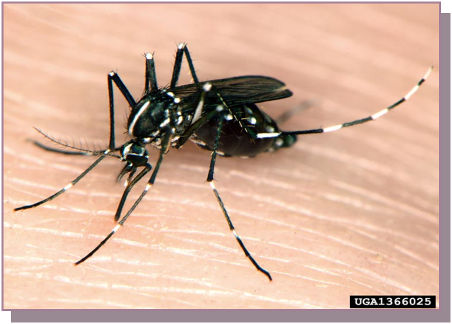 An Aedes Albopictus mosquito: In 2020, this invasive species was found at low elevations in Shasta County, according to Shasta Mosquito and Vector Control. It's bite can transmit yellow fever, the Zika virus and other diseases, according to the California Department of Public Health.