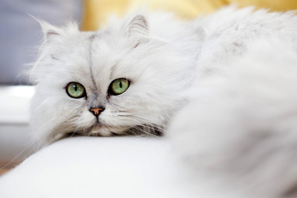 <p>Famous for their luscious coats, Persian cats have been lap cats, snuggling up beside their humans for hundreds of years. Persians are curious, sweet cats who love to socialize, even with your family dog.</p>