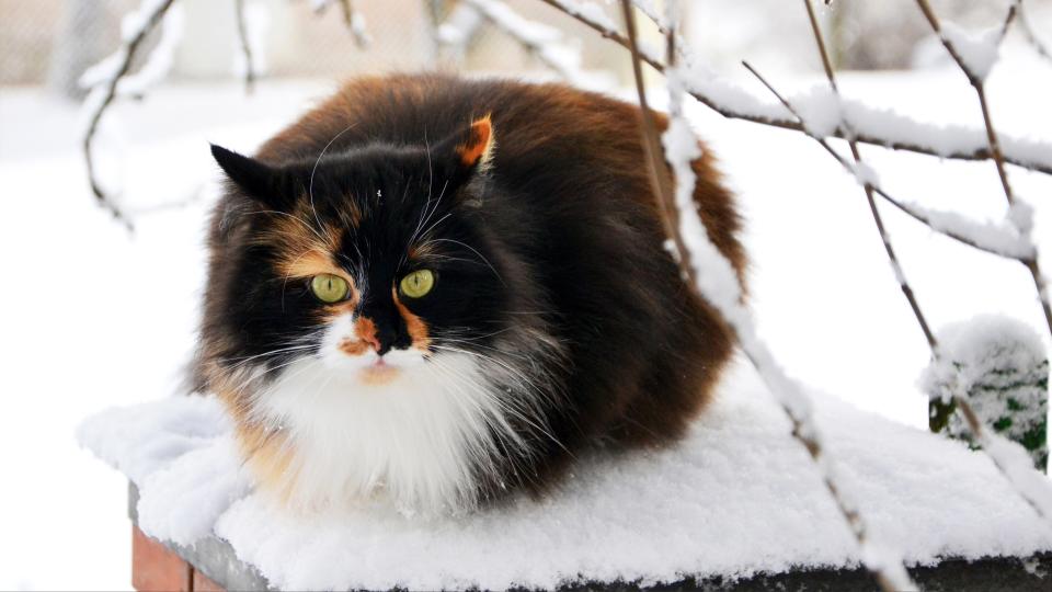 Portrait of a fluffy domestic Ragamuffin cat sitting on the snowy surface under the trees