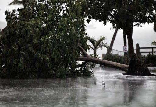 A seagull stands next to a downed tree in a marina parking lot as Tropical Storm Isaac begins to move ashore in Marathon, Florida. Tropical Storm Isaac swirled toward Louisiana, prompting US Gulf Coast states to issue states of emergency seven years after Hurricane Katrina devastated New Orleans
