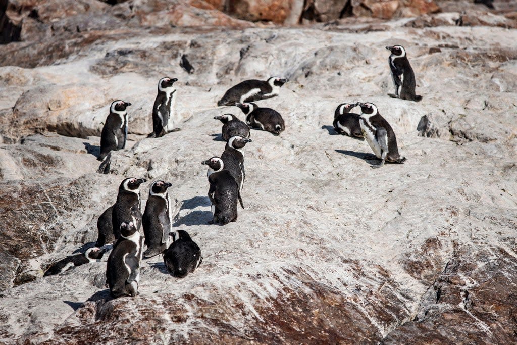 File: Colony of penguins is seen on St Croix island in Algoa Bay outside Port Elizabeth (AFP via Getty Images)