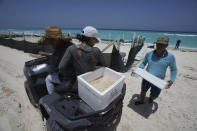 State employees evacuate turtle eggs from the beach to protect them from the incoming Hurricane Beryl, in Cancun, Mexico, Wednesday, July 3, 2024. (AP Photo/Fernando Llano)