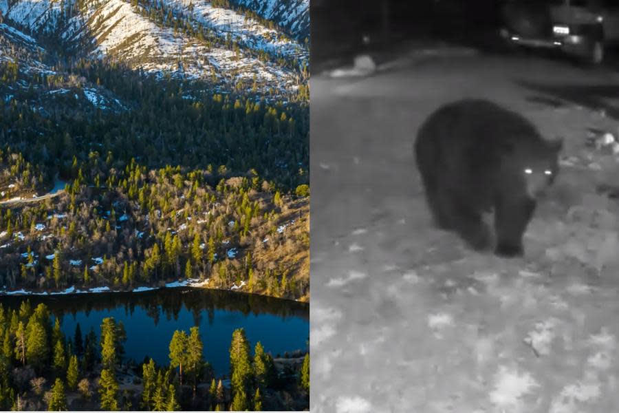 Se acaba invierno en Big Bear; osos salen de sus cuevas y visitan hogares