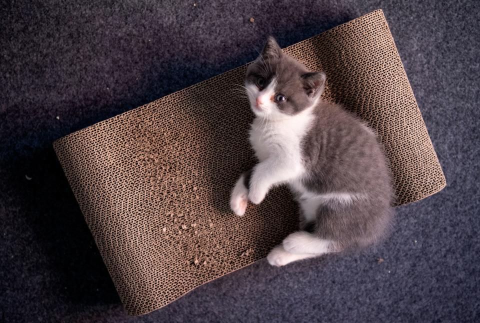 This photo taken on September 2, 2019 shows China's first cloned kitten called Garlic at the Chinese company Sinogene, a pet cloning outfit which has cloned more than 40 pet dogs since 2017, in Beijing. - To clone a dog costs a hefty 380,000 yuan (53,000 USD) and 250,000 yuan (35,000 USD) for a cat. (Photo by STR / AFP)        (Photo credit should read STR/AFP/Getty Images)