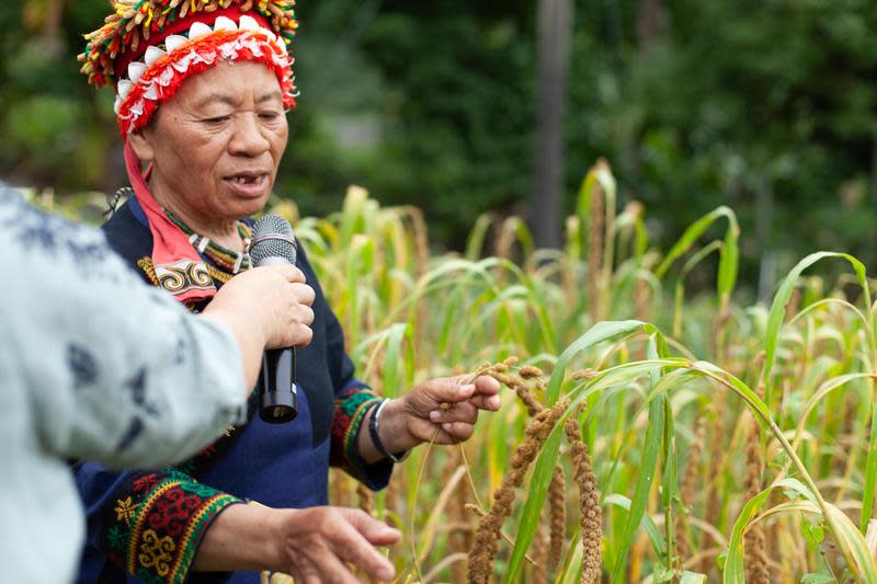 嘉蘭部落歐春香（歐媽媽）以古法種植多種小米，為快要消失的部落小米留種。（財團法人慈心有機農業發展基金會提供）