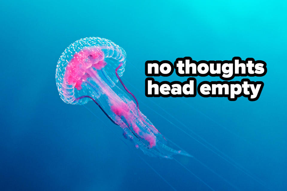 jellyfish captioned "no thoughts head empty"