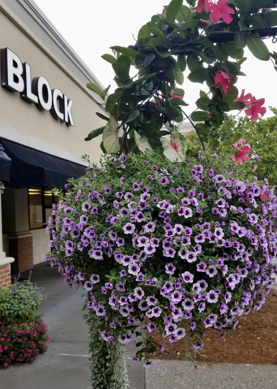 Superbells Blue Moon Punch calibrachoa has the ability to dazzle on its own in a basket in a high visibility area or as a component plant in intricate designs.