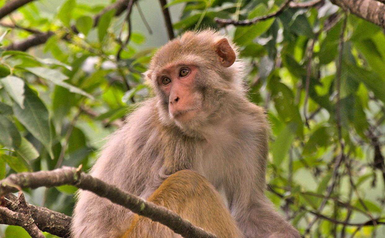 Rhesus monkeys