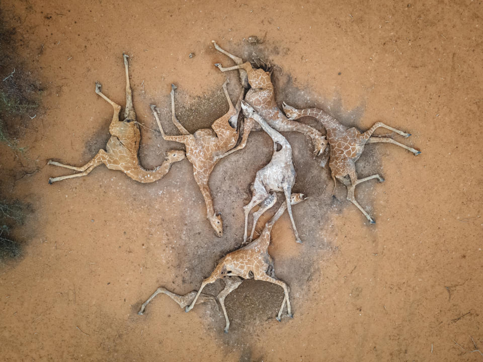 WAJIR COUNTY, KENYA - DECEMBER 10: (Editors note: Image contains graphic content) In this aerial view, the bodies of six giraffes lie on the outskirts of Eyrib village in Sabuli Wildlife Conservancy on December 10, 2021 in Wajir County, Kenya. The giraffes, weak from lack of food and water, died after they got stuck in mud as they tried to drink from a nearly dried-up reservoir nearby. They were moved to this location to prevent contamination of the reservoir water. A prolonged drought in the country's north east has created food and water shortages, pushing pastoralist communities and their livestock to the brink. The area has received less than a third of normal rainfall since September. (Photo by Ed Ram/Getty Images)