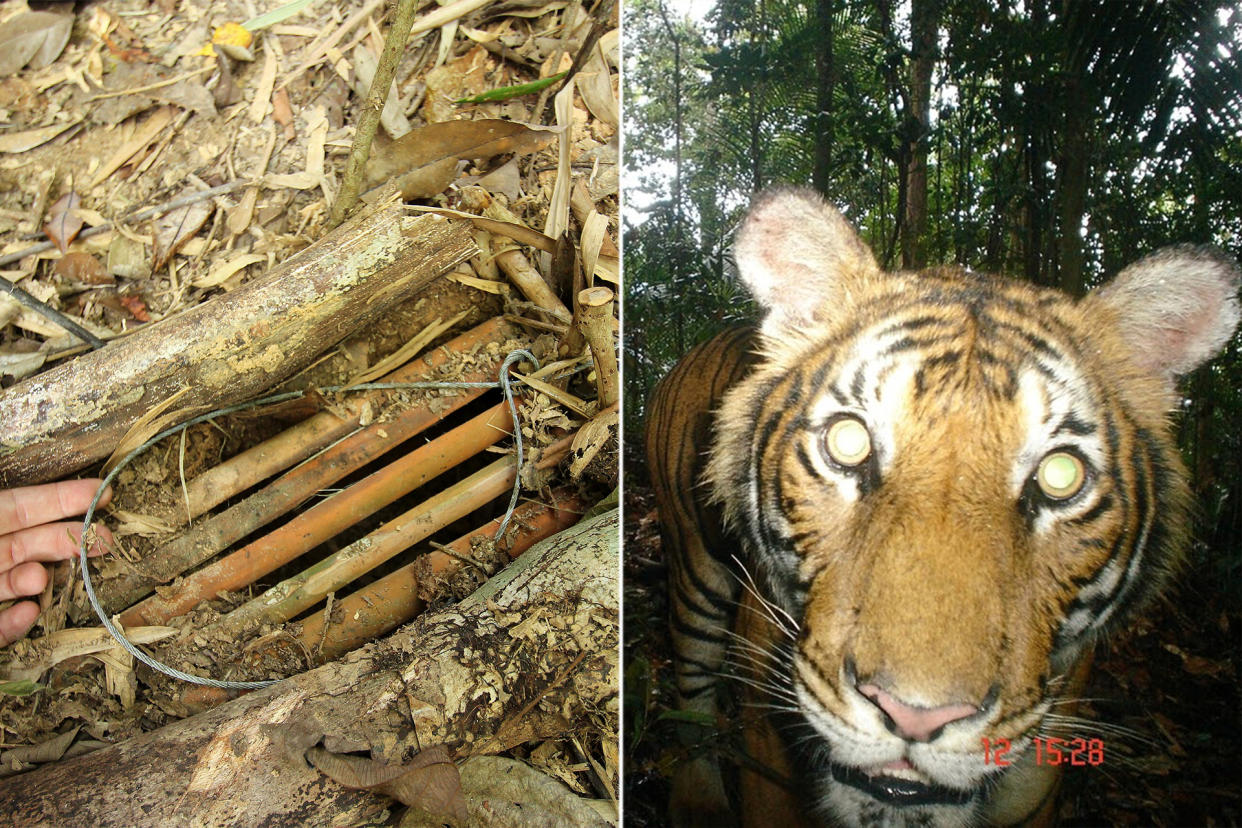 A snare (left) found in a Malaysian forest and a Malayan tiger caught on camera in 2010. (PHOTOS: WWF Malaysia)
