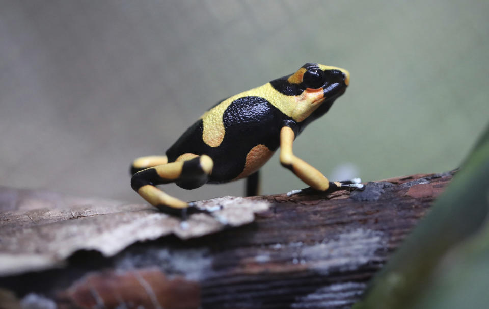 An Oophaga lehmanni yellow stands inside a glass container at the “Tesoros de Colombia” frog breeding center in Cundinamarca, Colombia, Tuesday, April 23, 2019. Iván Lozano, owner of the breeding center, now wants to start a program to repopulate some forests with frogs bred in his lab. (AP Photo/Fernando Vergara)