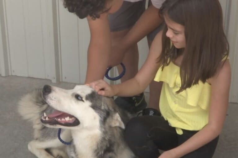 El perro fue adoptado por una nueva familia