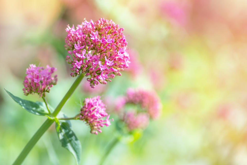 Un estudio científico arrojó que la valeriana es muy prometedora en el tratamiento de la ansiedad y el insomnio (Getty Creative)