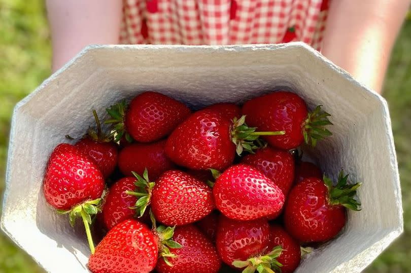 Tickets include a punnet of strawberries to take home