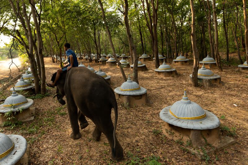 The Wider Image: Streaming to survive: Thailand's out-of-work elephants in crisis