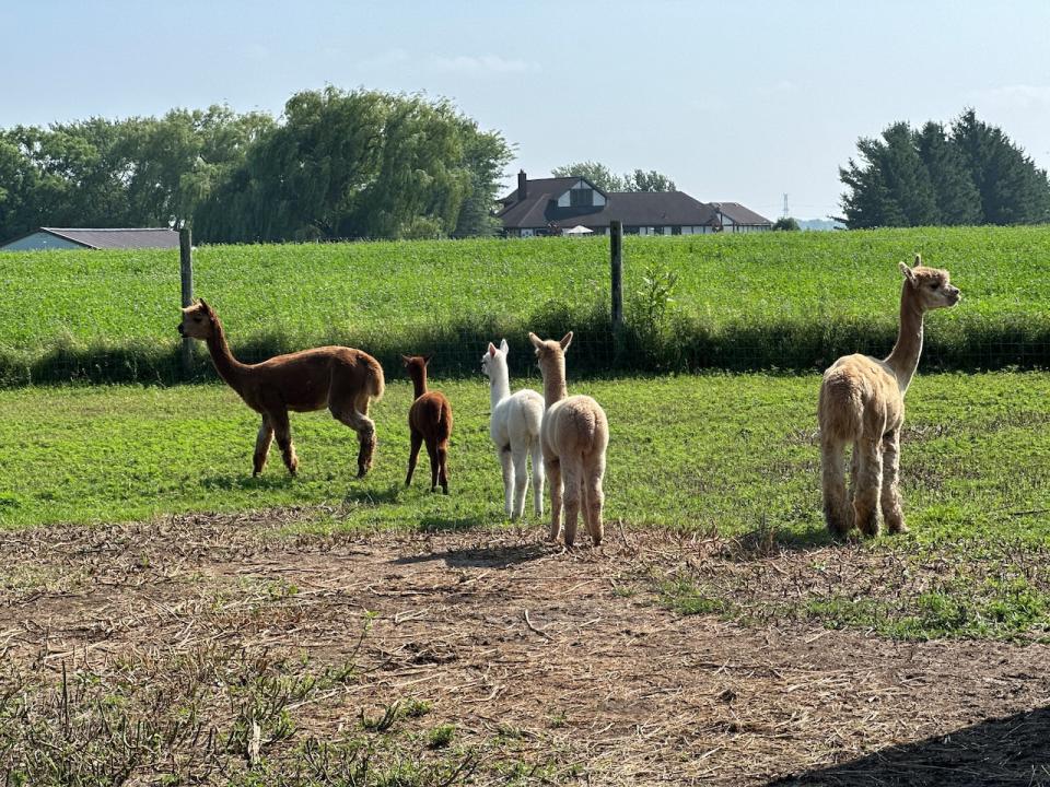 These baby alpacas, known as cria, are still in the early stages of life. They're separated from the male alpacas and kept with the female alpacas.