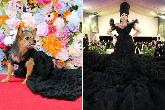 <p>John Ricard; Kevin Mazur/MG24/Getty Images </p> Miley-Jo the Chorkie at the Pet Gala (left) and Cardi B at the 2024 Met Gala