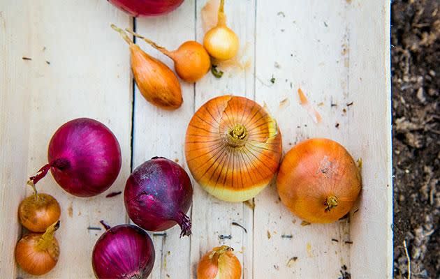 Store onions in a cool dry place. Photo: Getty Images