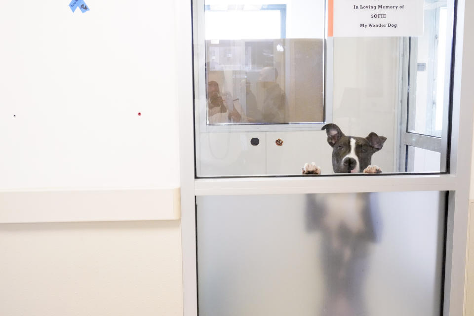 Sauce, one of the dogs being cared for at the ASPCA adoption center, looks out from his kennel at the ASPCA, Friday, April 21, 2023, on the Upper West Side neighborhood of New York. While the Westminster Kennel Club crowns the cream of the canine elite on one of tennis' most storied courts next week, another 19th-century institution across town will be tending to dogs that have had far more troubled lives. New York is home to both the United States' most prestigious dog show and its oldest humane society, the American Society for the Prevention of Cruelty to Animals. Their histories entwine: Some proceeds from the very first Westminster dog show, in 1877, helped the young ASPCA build its first dog and cat shelter years later. (AP Photo/Mary Altaffer)