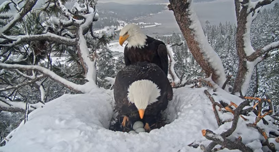 Jackie and Shadow switch egg-warming shifts on Feb. 2, 2024. The pair were caring for three eggs.