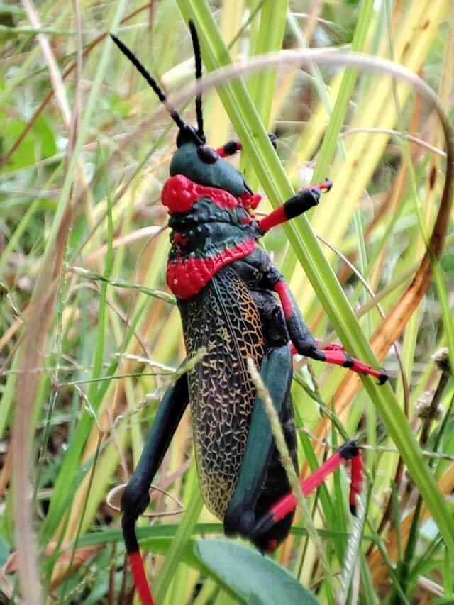 Koppie foam grasshopper