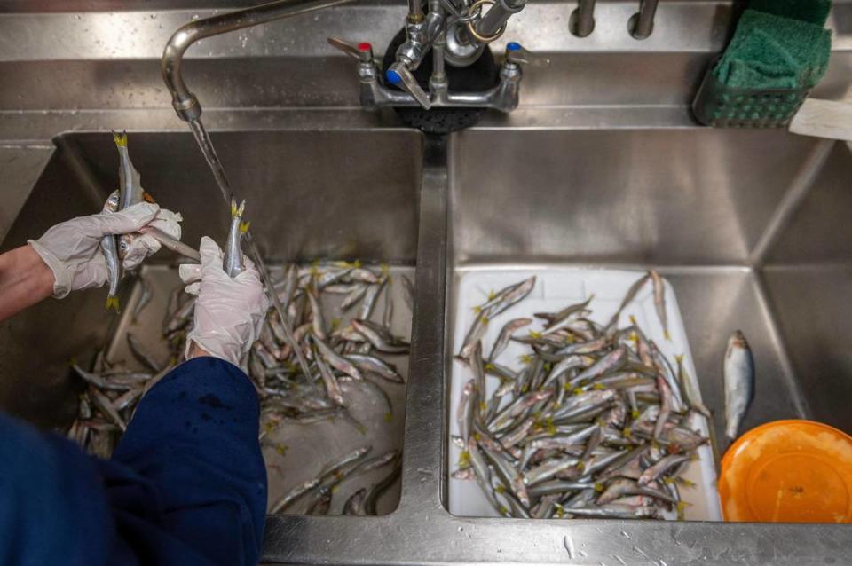 A Kansas City Zoo employee cleans and rinses a variety of fishes before feeding them to penguins at the Helzberg Penguin Plaza on Wednesday, Feb. 8, 2023, at the Kansas City Zoo.