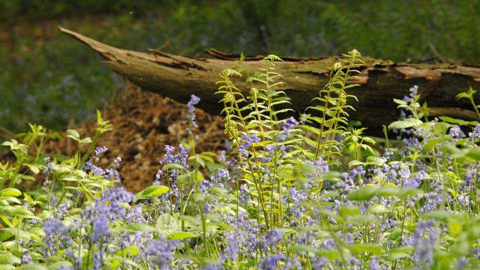 Bluebell walk at Gobions Wood