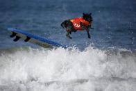 A dog wipes out during the Surf City Surf Dog Contest in Huntington Beach, California, United States, September 27, 2015. REUTERS/Lucy Nicholson TPX IMAGES OF THE DAY