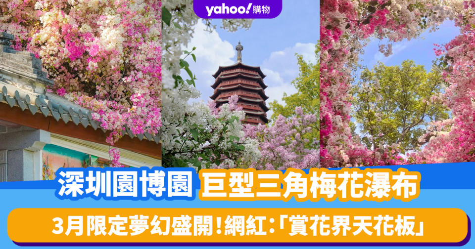 深圳好去處｜福田園博園巨型三角梅花瀑布！3月限定夢幻盛開 被網紅譽為賞花界天花板（附花期+前往方法）