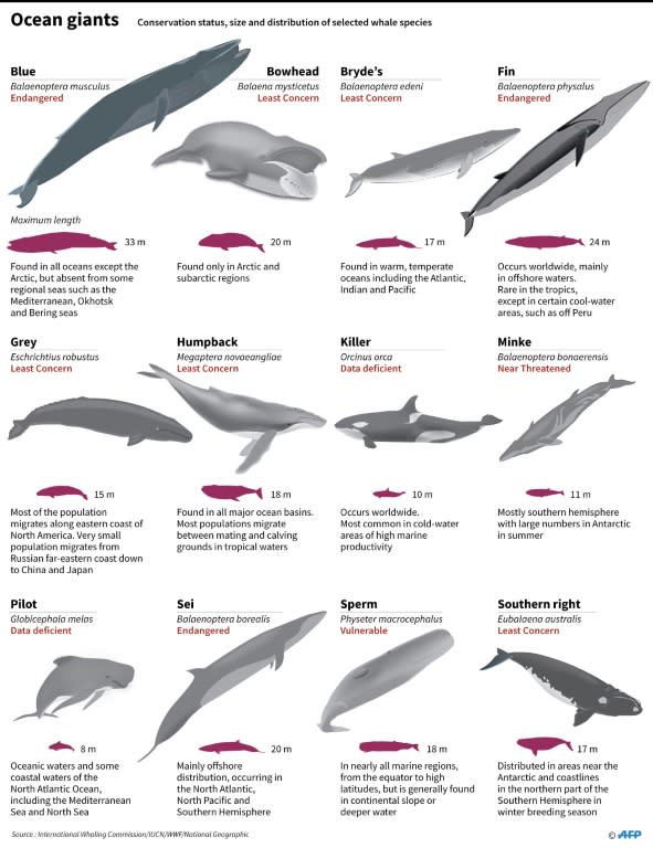 Conservation status, size and distribution of selected whale species