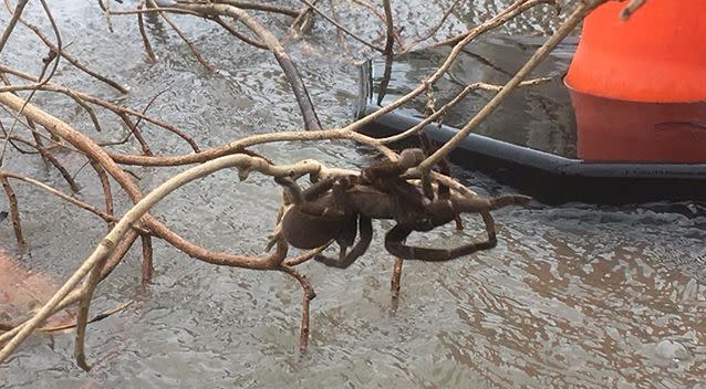 Large spider spotted dangling on branch above floodwaters outside the Spar supermarket in Halifax. Source: Andrew Giliberto