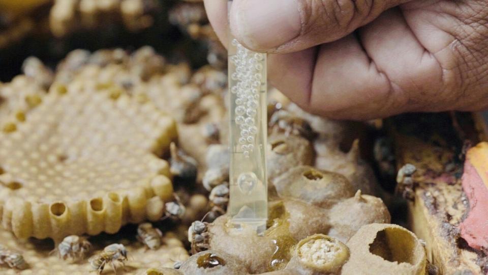 Mayan Melipona Bee Project was formed in Alliance with Asheville SisterCities based in Valladolid Yucatán Mexico. Pictured: Melipona honey being extracted from the unusual honey pots created by the native Mayan Stingless Bee.