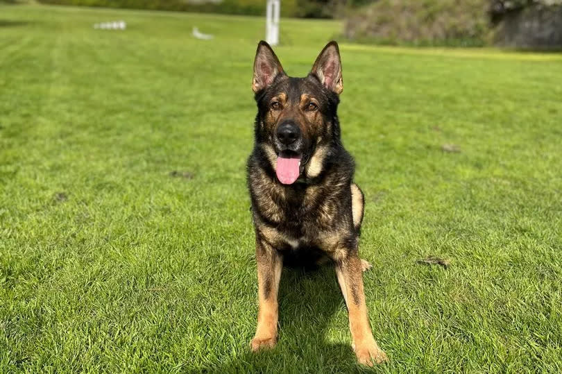 Police Dog, Trigger, successfully detained the man on the run