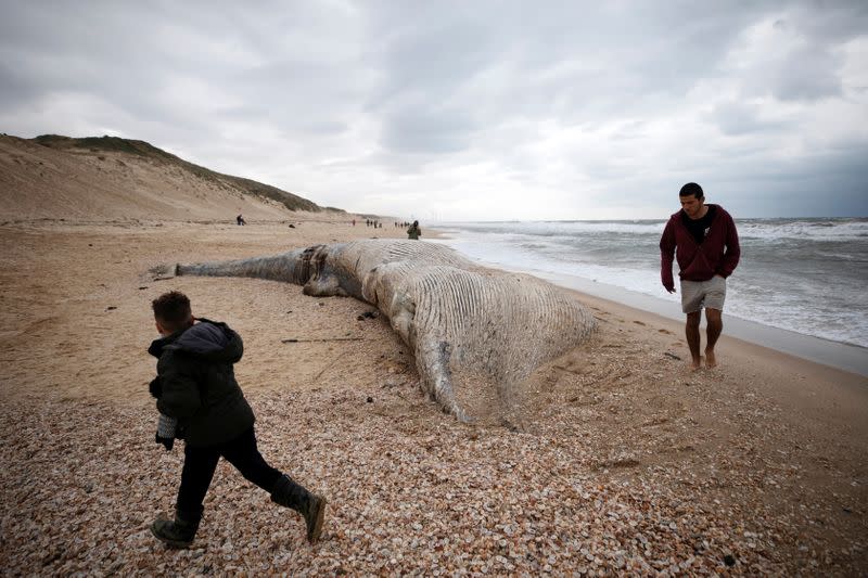 People walk near the body of a dead whale after it washed ashore from the Mediterranean near Nitzanim, Israel