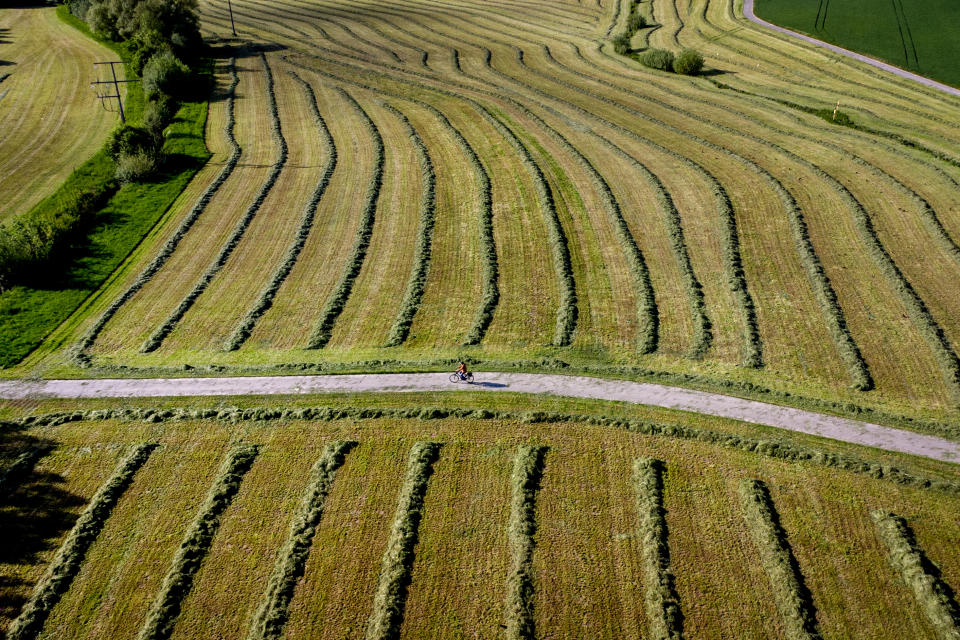 A woman rides her bike between cut meadows on the outskirts of Frankfurt, Germany, Friday, May 6, 2022. (AP Photo/Michael Probst)