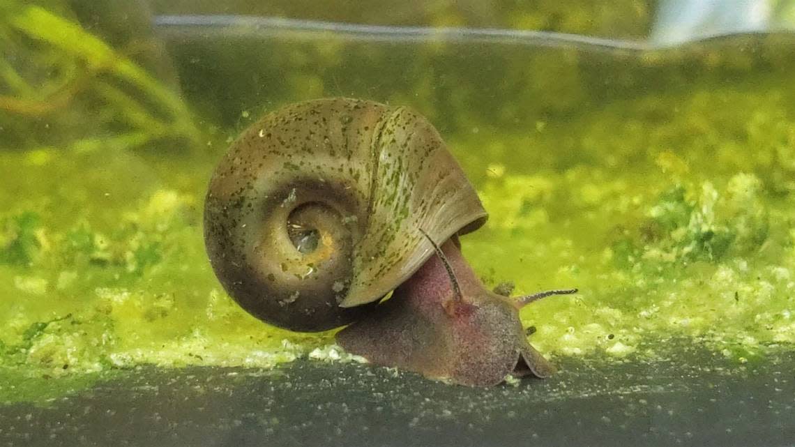 Scientists want the magnificent ramshorn snail, unique to southeastern North Carolina, to be declared an endangered species and two ponds named its critical habitat. The protections could help the species recover.