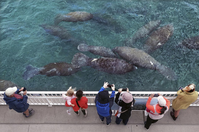 manatees eating