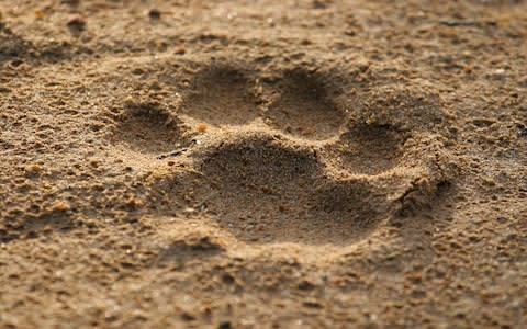 Lion mana pools - Credit: istock