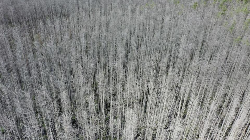 Stark white trees killed by climate change effects have been dubbed 