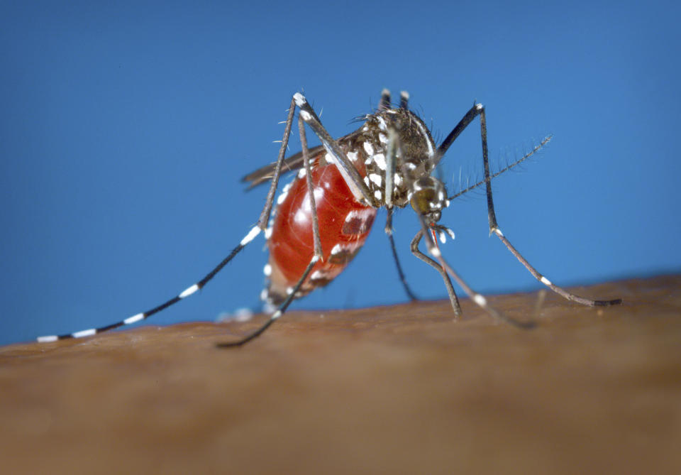 FILE - This 2003 photo provided by the Centers for Disease Control and Prevention shows a female Aedes albopictus mosquito acquiring a blood meal from a human host. (James Gathany/Centers for Disease Control and Prevention via AP)