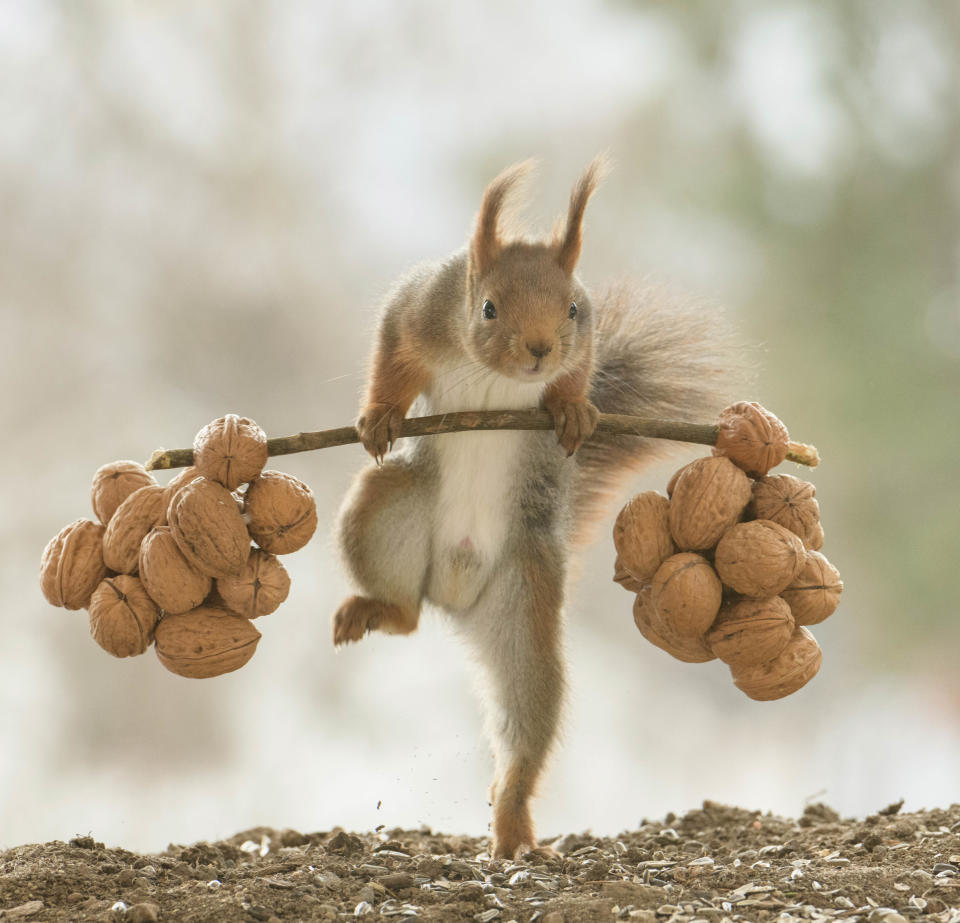 Das Eichhörnchen hat ganz schön Kraft. (Bild: Caters News)