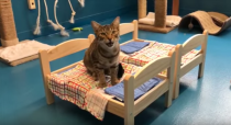 <p>Estos felinos pertenecen a la Etobicoke Humane Society, una organización que protege a los animales. </p>