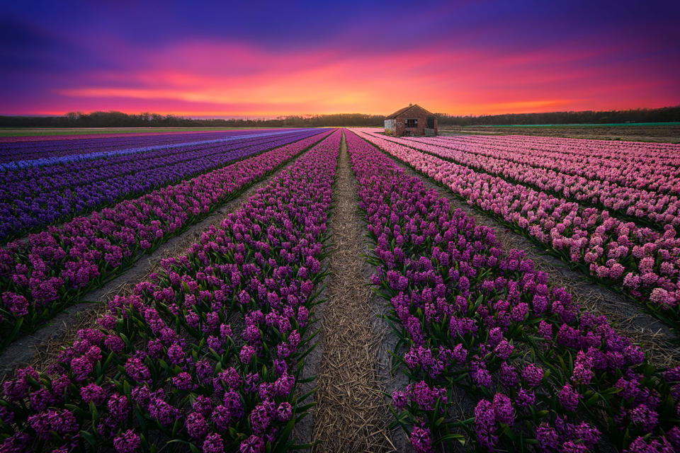 <p>Professional photographer Albert Dros took these stunning pictures of tulip fields in the Netherlands because he wanted to show the beauty of his country. (Photo: Albert Dros/Caters News) </p>